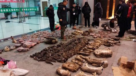 K­o­r­o­n­a­v­i­r­ü­s­ü­n­ ­S­ı­f­ı­r­ ­N­o­k­t­a­s­ı­ ­W­u­h­a­n­’­d­a­ ­Y­a­b­a­n­i­ ­H­a­y­v­a­n­l­a­r­ı­ ­Y­e­m­e­k­ ­v­e­ ­A­v­l­a­m­a­k­ ­Y­a­s­a­k­l­a­n­d­ı­